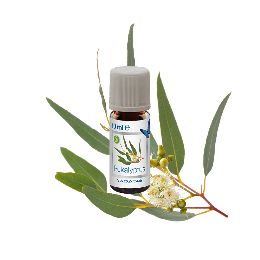 Venta Bio-Duftöle, Eukalyptus